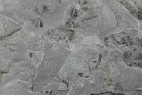 Pennsylvanian Fossil Horsetail (Asterophyllites) Plate - Kentucky #181379-1